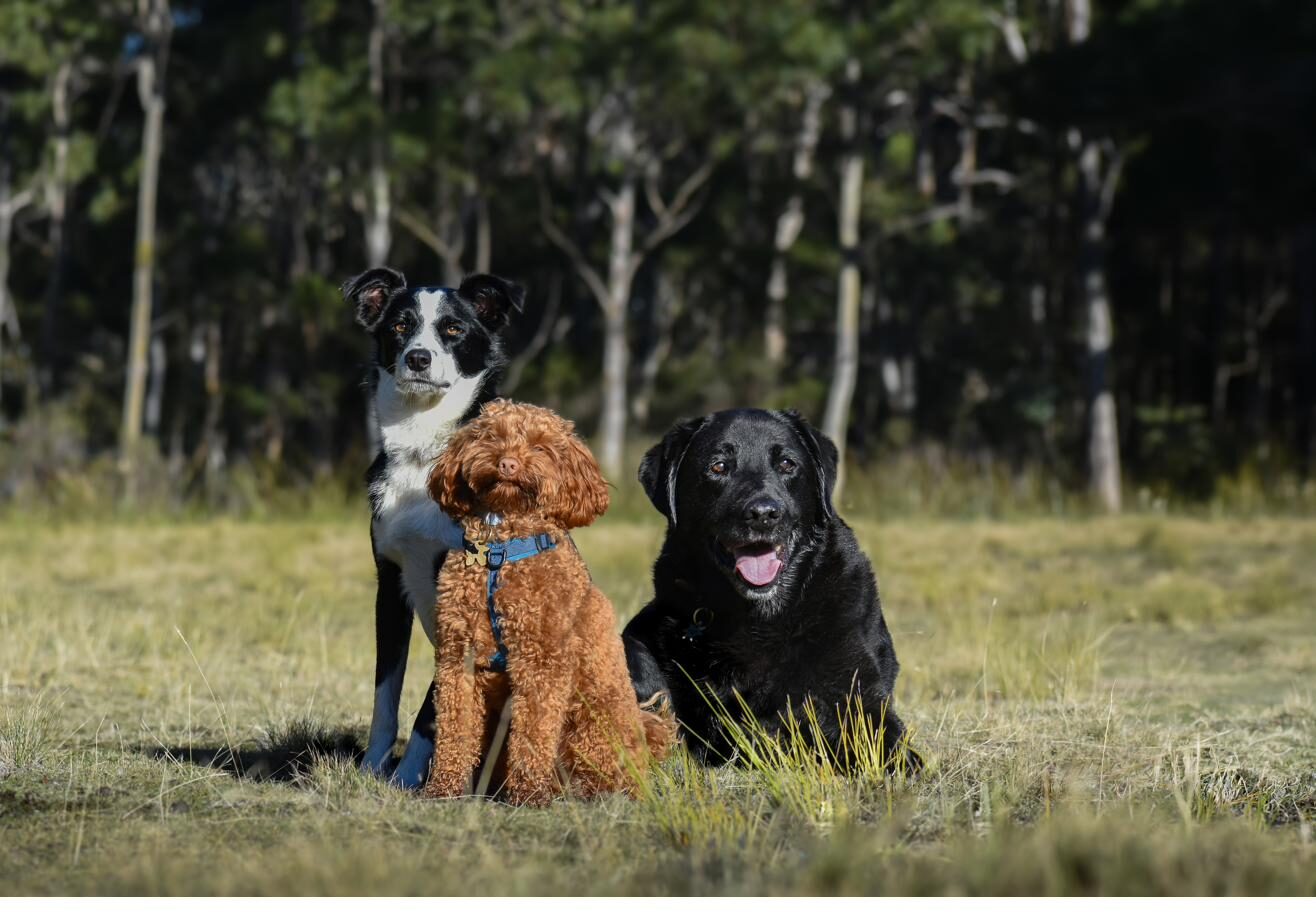 A Pawtastic training adventure out in nature