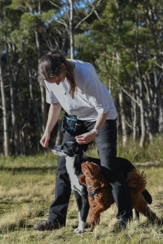 A dog focused during an outdoor training session