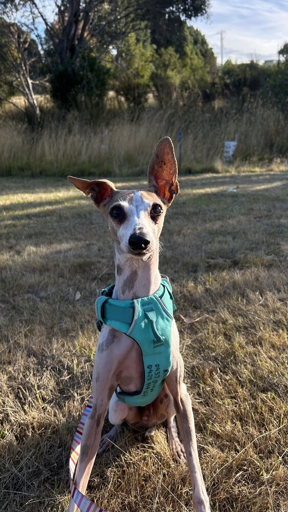 An Italian Greyhound standing alert in a teal harness
