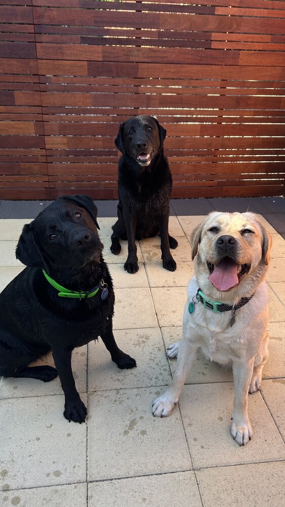 Three happy Labradors sitting together waiting for their next cue