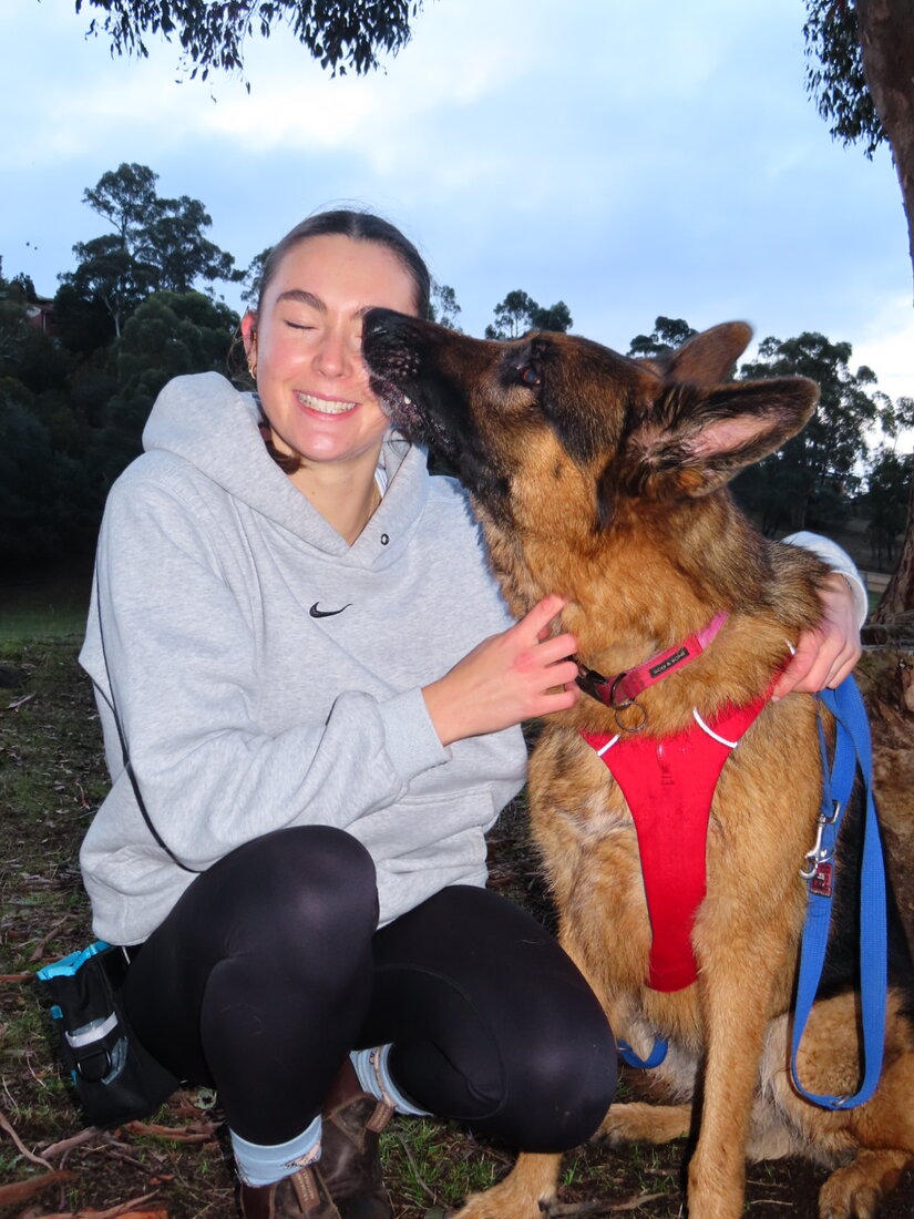 Sophie getting a happy kiss from a German Shepherd in a red harness