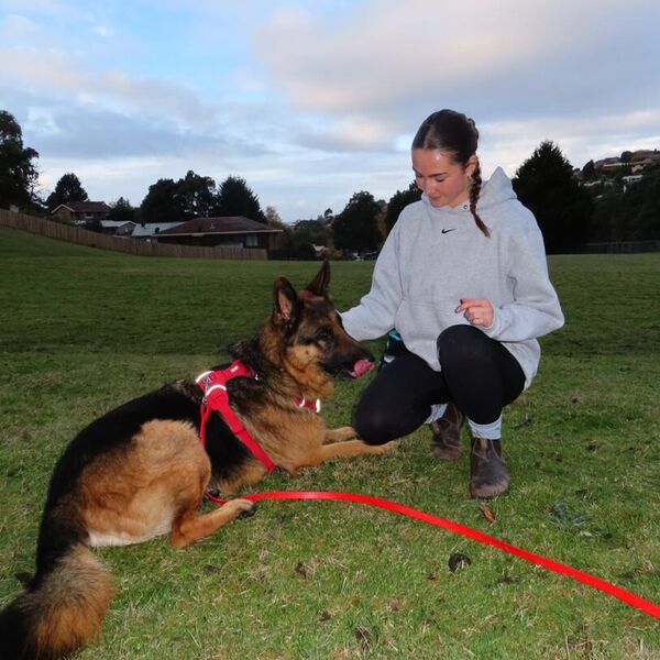 Trainer working with a German Shepherd on a long lead