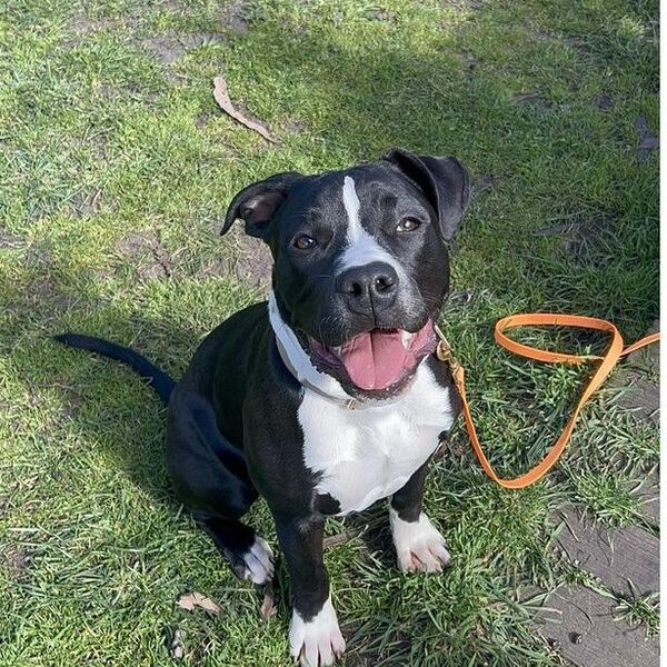 Happy staffy smiling up at the camera on the grass