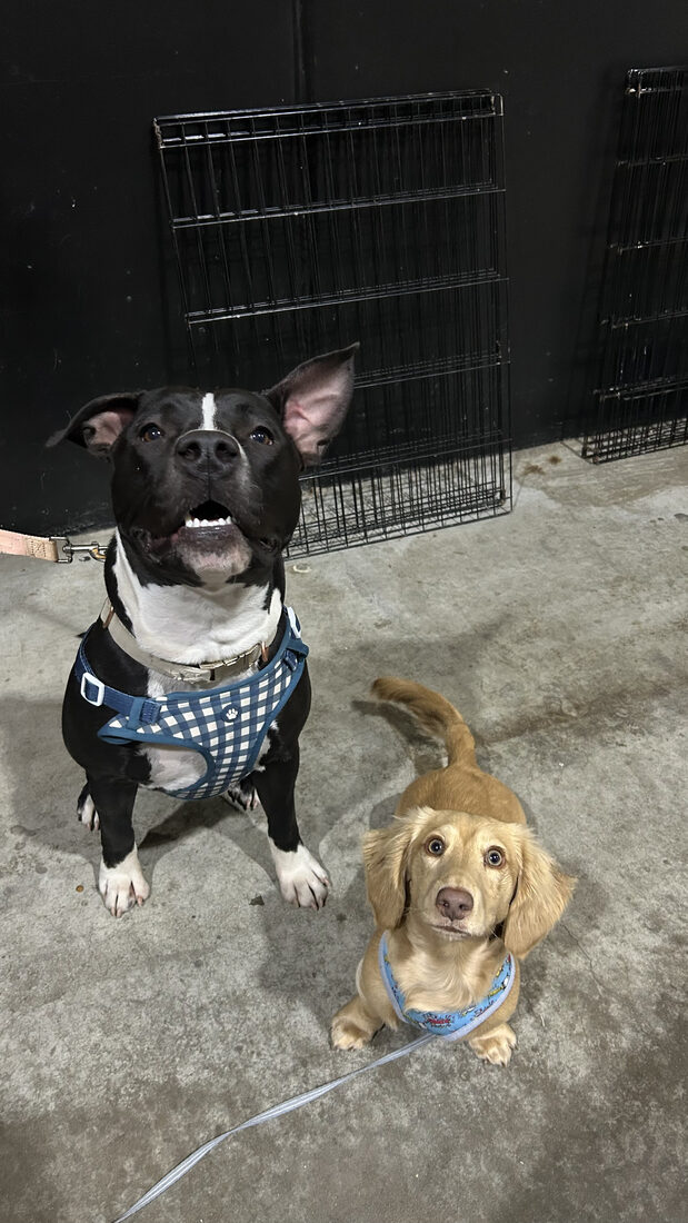 Sophie coaching a training session at the pet store